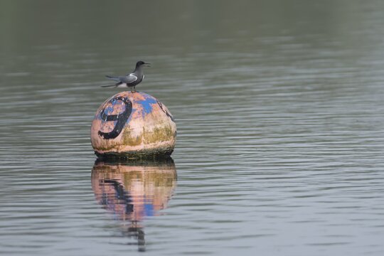 Black tern (Chlidonias niger) adult bird calling from a buoy on a lake, Suffolk, England, United Kingdom