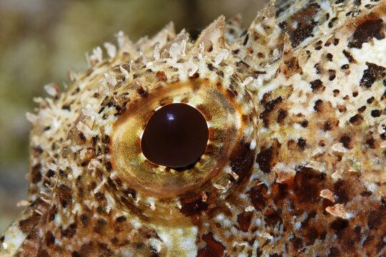 Eye, Scorpionfish, (Scorpaenopsis), Red Sea, Gota Abu Ramada, Hurghada, Egypt