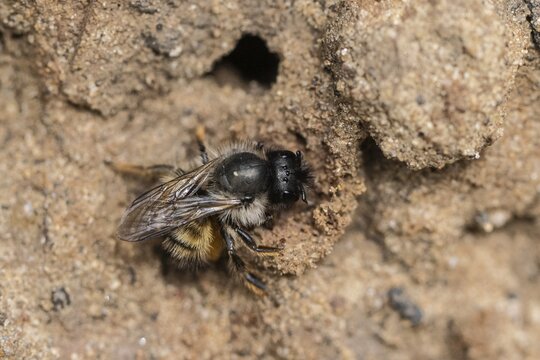 Yellow-banded wrinkle bee (Halictus scabiosae), Emsland, Lower Saxony, Germany