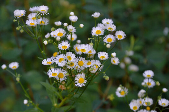 Erigeron annuus or annual fleabane or daisy fleabane white blooming  small wildflowers. Closeup, outdoors, selected focus. Nature, summer, meadow wildflowers, natural environment.