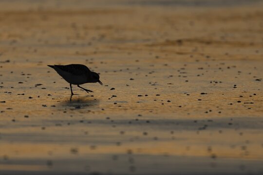 Grey plover (Pluvialis squatarola) silhouette of an adult wader bird in winter plumage feeding on a beach at sunset, Norfolk, England, United Kingdom