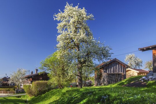 Blooming wild fruit tree in the village in spring, Ohlstadt, Loisachtal, The Blue Land, Upper Bavaria, Bavaria, Germany
