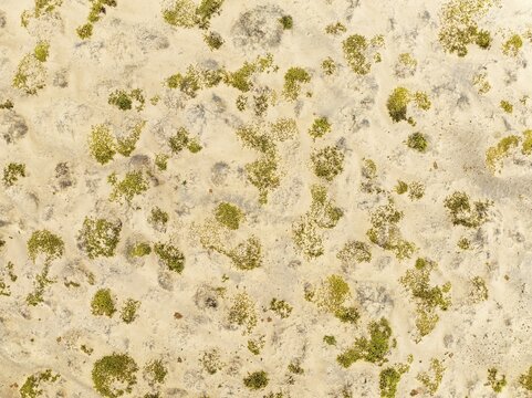 Dollar bush (Zygophyllum stapfii). Namib Desert endemic. Aerial view. Drone shot. Namib Desert, Skeleton Coast, Namibia