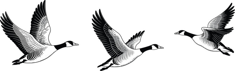 Black and white illustration of three Canada geese in flight with detailed feather patterns for nature, wildlife, and ornithology design use. © Shahin