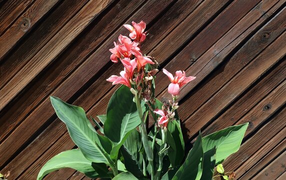 Flowering pink Canna indica with black leaves on wooden wall pattern . It is known as indian shot, african arrowroot or edible canna.