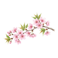 Fototapeta premium Gracefully curving cherry blossom branch with delicate pink flowers and vibrant green leaves, watercolor painting style on a transparent background, serene spring awakening atmosphere