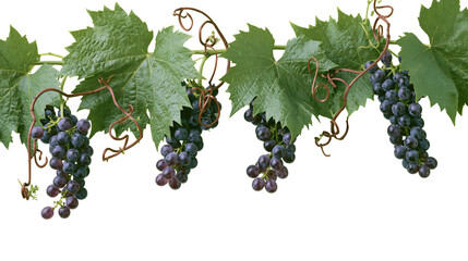 Dark purple grapes hanging from vine with green leaves © Isadora