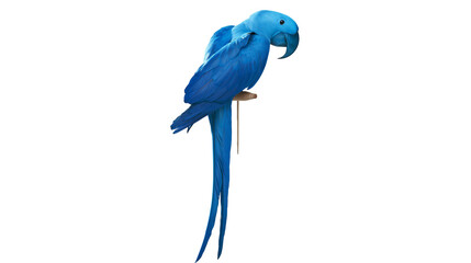 Bright blue hyacinth macaw parrot perched on a stick © Isadora