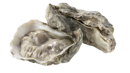 Two opened oysters with grey rough shells and pale flesh © Isadora