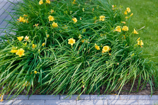 Vibrant yellow daylilies blooming in a lush green garden bed