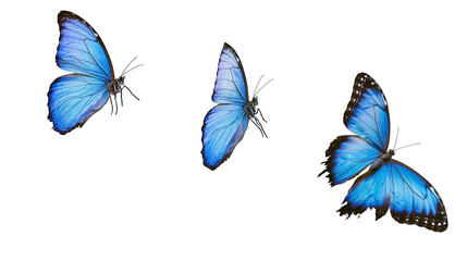 Three blue morpho butterflies with black markings on wings © Isadora