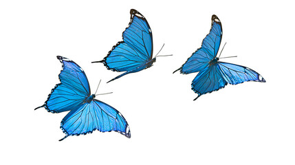 Three blue morpho butterflies in flight © Isadora