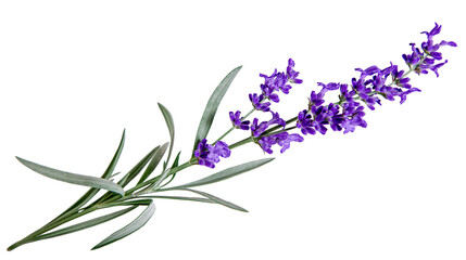 Obraz premium Purple lavender sprigs with green leaves