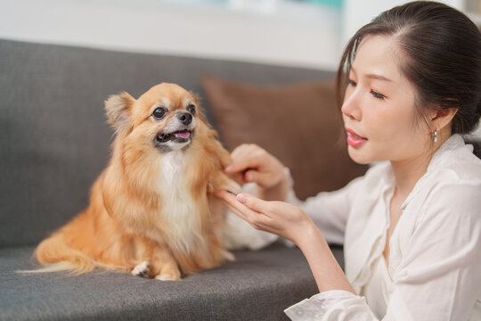 Asian woman shaking paw with small dog on sofa at home