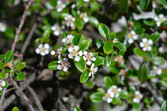 Tiny five petaled white flowers with pink stamens bloom among shiny green leaves on a bearberry cotoneaster bush - latin name - Cotoneaster dammeri