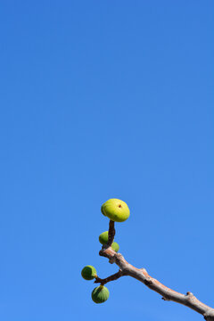 A bare wooden branch with several small unripe green fig fruits grows upward against a vibrant and clear blue sky background - latin name - Ficus carica