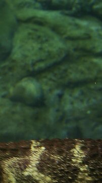 Chinese Alligator Swimming In Shanghai Ocean Aquarium. Crocodilian Endemic To China. Young Chinese Alligator, Close-up View. Its Armored Scales Gleaming