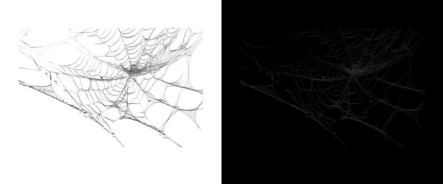 Intricate spider web textures on white and black backgrounds, delicate cobweb patterns for halloween decor, spooky gossamer silk overlay
