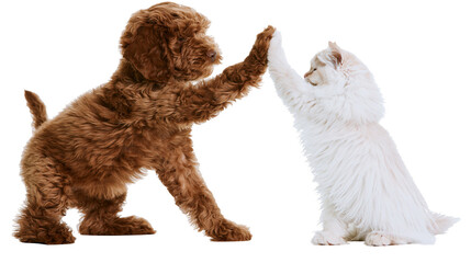 Brown dog and white cat giving high five © Lyra