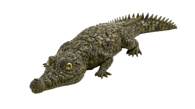 Green crocodile with textured scales and yellow eyes