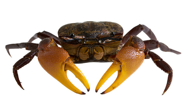 Fiddler crab with large orange claw on white
