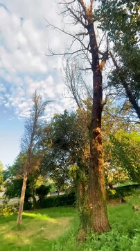 Tall Trees in Golden Sunlight Under a Beautiful Blue Sky