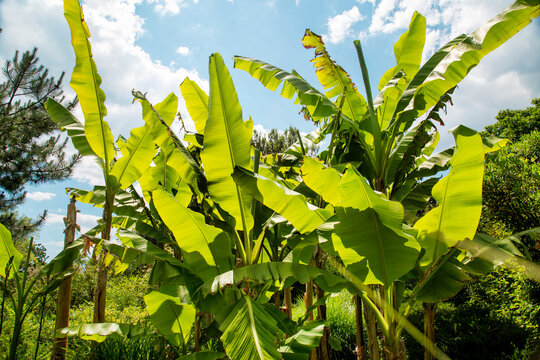 Banana palms in the background light on a clear sunny day. Flora plants flowers floristry.