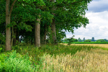 Uroki lata nad rzeką Narwią, Podlasie, Polska © podlaski49