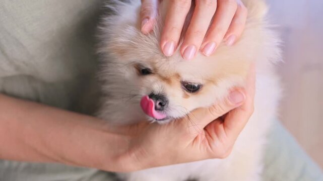 Love and care for pets. Close-up of woman's hands gently stroking Pomeranian puppy's soft fur. Portrait of sweet dog spitz with kind eyes and hanging tongue. Slow motion