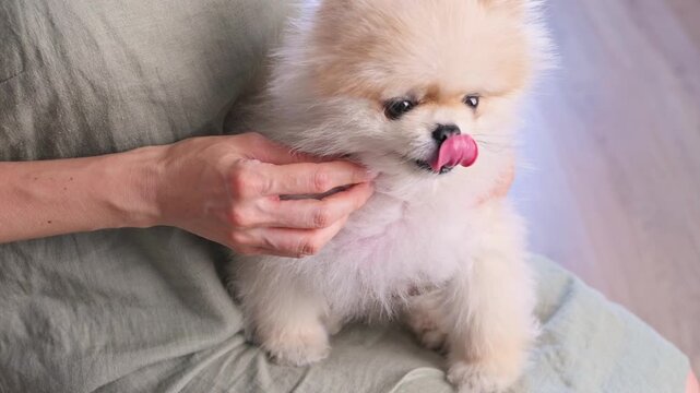 Concept of love and care for dog friend. Purebred Pomeranian in woman's arms indoors. Fluffy Pomeranian spitz with its tongue hanging out after playing, thirsty for water. Slow motion