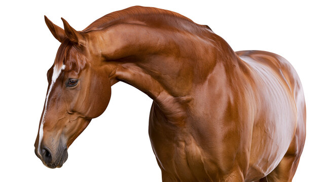 Chestnut horse head and neck profile, white blaze on face