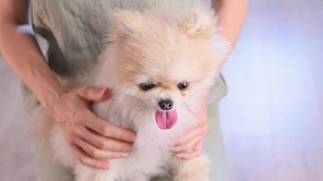 Woman gently pets fluffy Pomeranian puppy while holding small dog indoors. Pomeranian breed, tiny companion, lovable canine supports pet care, family lifestyle, responsible ownership, trust. 4k
