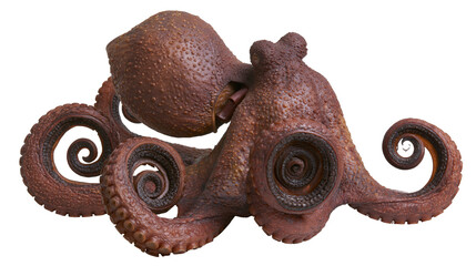 Brown textured octopus with curled tentacles and suckers © Peregrine