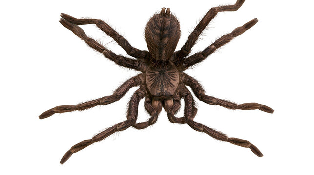 Brown hairy tarantula spider with spread legs