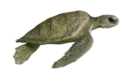 Green sea turtle swimming with flippers outstretched © Peregrine