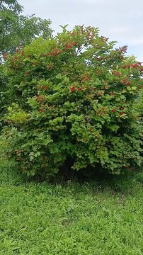 Viburnum bushes growing, close-up