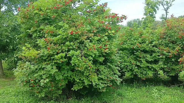 Viburnum bushes growing, close-up