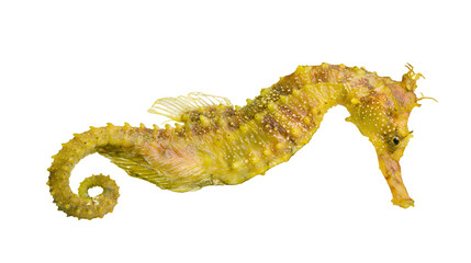 Yellow thorny seahorse with curled tail © Peregrine