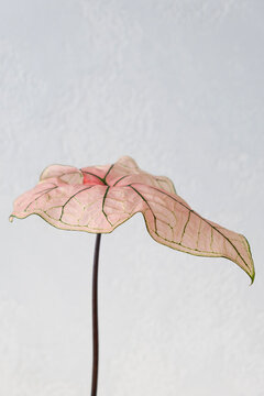 Close up of rare pink Caladium Spring Fling leaf with green vein patterns.  Vertical
