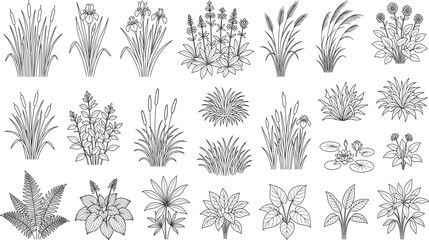 Fototapeta premium Hand Drawn Botanical Plant and Ornamental Grass Outline Vector Collection for Landscape DesignHand Drawn Botanical Plant and Ornamental Grass Outline Vector Collection for Landscape Design