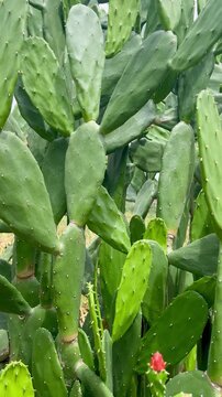Cactus in the garden