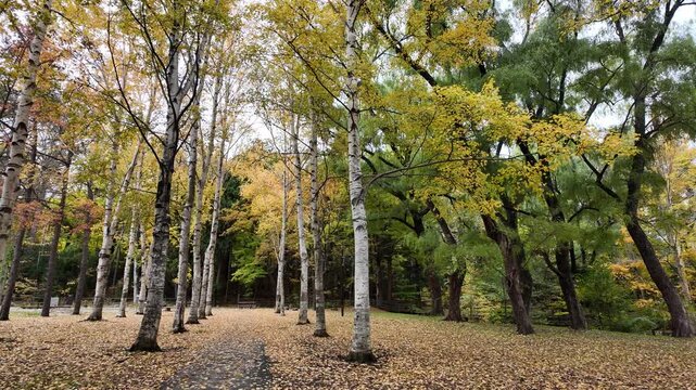 Beautiful scenery of white birch trees with golden autumn leaves in Maruyama Park, Sapporo, Hokkaido, Japan during fall season.