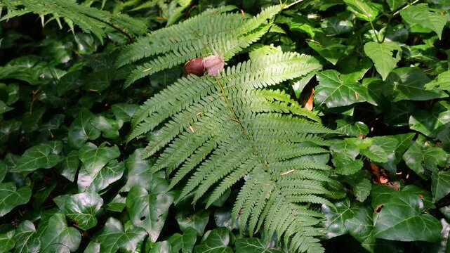 A grape snail crawls slowly on bright green fern leaves in the forest. This macro shot captures the mollusk in its natural habitat, showcasing lush vegetation and English ivy.