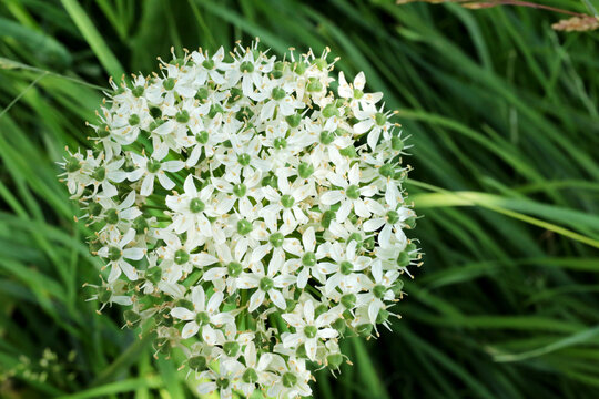 beautiful big white allium flower blossom at springtime