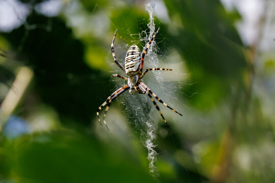 Wasp spider (Argiope bruennichi) sitting on its web with stabilimentum close-up, macro wildlife photography