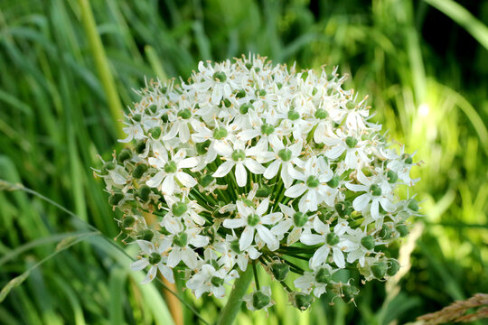 beautiful big white allium flower blossom at springtime