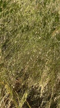 Wild meadow grass rustling in a gentle breeze. Deschampsia cespitosa blades captured up close in vertical frame. Poa-type grassland texture shown swaying naturally outdoors..