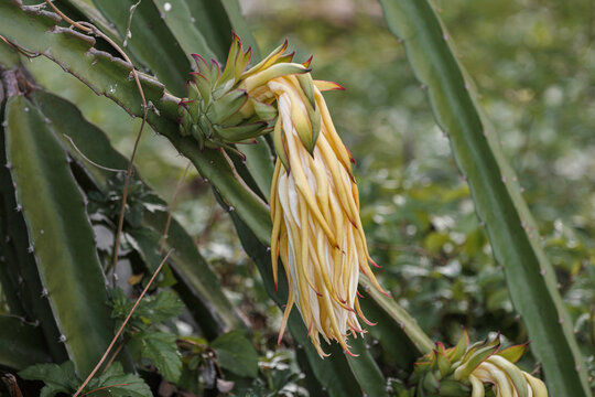 A large, beautiful dragon fruit (pitaya) flower, captured as it closes during the day after its nocturnal bloom. This unique cactus flower is the precursor to the popular exotic fruit.