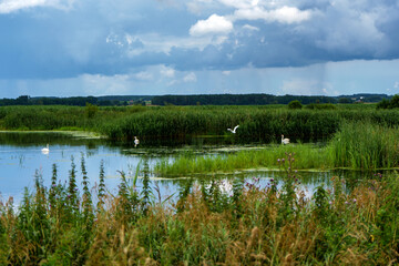Uroki lata nad rzeką Narwią, Podlasie, Polska © podlaski49