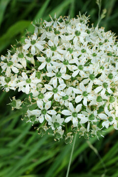 beautiful big white allium flower blossom at springtime